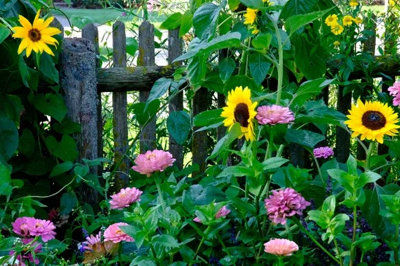Blühender Bauerngarten mit Sonnenblumen